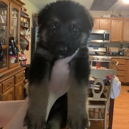 German Shepherd Puppies from Devon Rugerio's German Shepherds