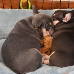Bulldog and French Bulldog Puppies from Raise The Woof Bulldogs