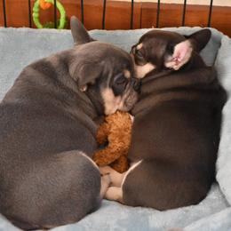 Bulldog and French Bulldog Puppies from Raise The Woof Bulldogs