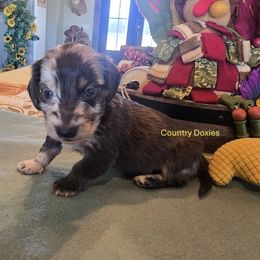 Chocolate dapple - Dapple male Dachshund puppy in Cedar City, Utah from Country Doxies