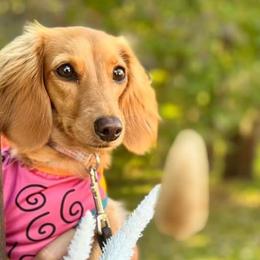 Dachshunds from Rose Layne Dachshunds