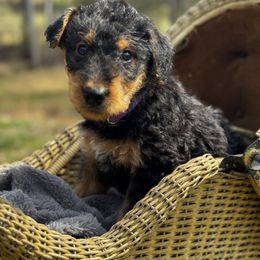 Airedale Terrier Puppies from Farm 55