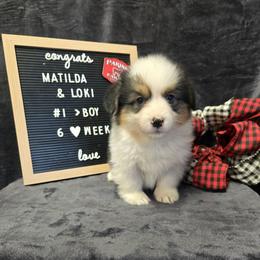 1 blue collar boy - Black and tan male Pembroke Welsh Corgi puppy in Harrisburg, Illinois from Parish Corgis