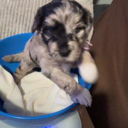 Sparrow, lavender - Brown merle female Aussiedoodle puppy in Grand Haven, Michigan from Happy Hippy Doodles