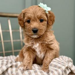 Mint collar JUNIPER - Apricot female Goldendoodle puppy in Salem, Utah from Aspen Doodles