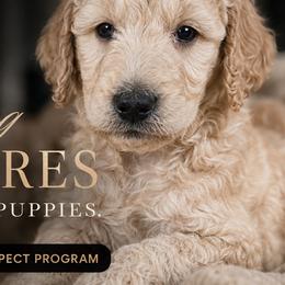 Poodles from The Olympus Standard Poodle