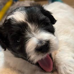 Rosie - Tri-color female Coton de Tulear puppy in Freeport, Texas from H❤️PE COTONS