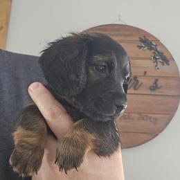 Bootstrap Bill - Black and cream male Dachshund puppy in Watertown, New York from Valley Springs Daschunds