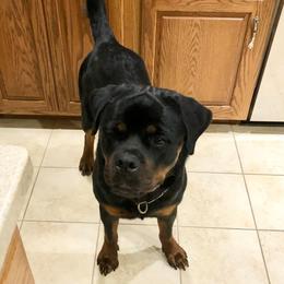 Rottweiler Puppies from Bronx Von Bridges Rottweilers