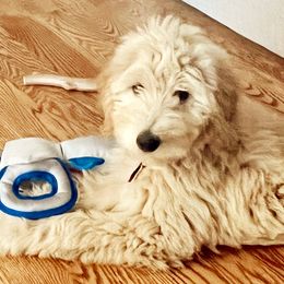 Goldendoodles from Those Cool Doods