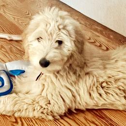 Goldendoodles from Those Cool Doods