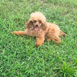 Brim - Red  male Poodle puppy in Uniondale, New York from Poodles Are Mixy
