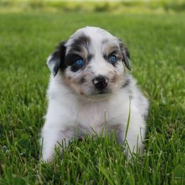 Aussiedoodle and Australian Shepherd Puppies from Springhill Hog and Cattle Co.