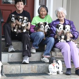 "Mo Mo's babies  (7)  " Tibetan Terrier Puppies from Rama Kha Tibetans