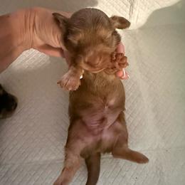 Whipped - Cream male Dachshund puppy in Whitesboro, Texas from Joanie's Tickled Pink Puppies