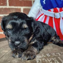 Zoro - Black male Miniature Schnauzer puppy in Kings Mountain, North Carolina from Behind the Beard Schnauzers