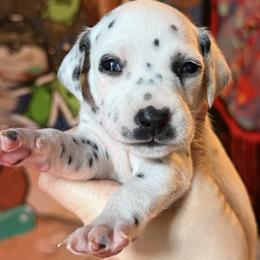 5th pick female - White and liver brown female Dalmatian puppy in Lake Mathews, California from Bully Market