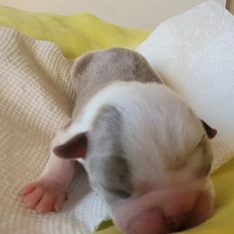 Boston Terrier Puppies from Rafael Nieves Martinez