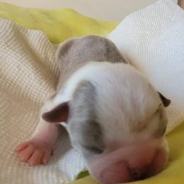 Boston Terrier Puppies from Rafael Nieves Martinez