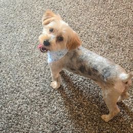 Gypsy - Yorkshire Terrier