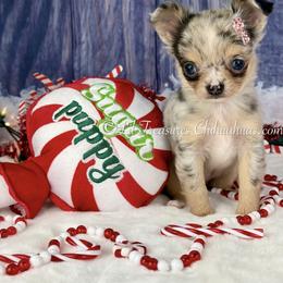 Eep - Merle female Chihuahua puppy in Anderson, South Carolina from Lil Treasures Chihuahuas