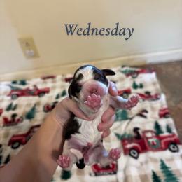 Wednesday - Tri-Roan female English Springer Spaniel puppy in Williston, Florida from Parks Paradise Springers