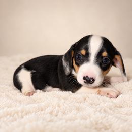 Sterling - Piebald male Dachshund puppy in Augusta, Georgia from Cherokee Hill Dachshunds