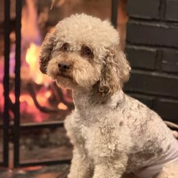 Old English Sheepdog, Poodle, Sheepadoodle, and Yorkipoo All Grown Up from Love Tallulah Sheepadoodles LLC