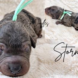 Stormi - Merle female Goldendoodle puppy in Cleveland, Georgia from The O.G. Doodles