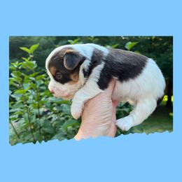 AKC Cody - Parti male Yorkshire Terrier puppy in Bonney Lake, Washington from Enchanted Yorkies