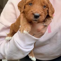 Macchiato (Mac) - Red male Bernedoodle puppy in Peoria, Arizona from Wroth's Paws