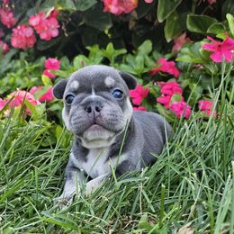 Boy 3 - French Bulldog puppy from Let's keep it frenchie!