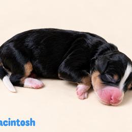 Macintosh - Tri-color male Bernedoodle puppy in Henry, Illinois from Rowe Farms Doodles