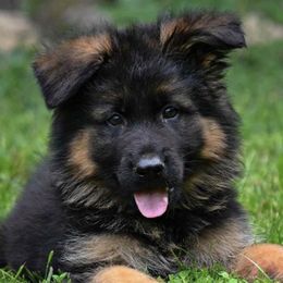 German Shepherds from Stauffemberg Kennels