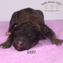 Goofy - Sable male Schnoodle puppy in Sedalia, Missouri from Farmer Brown's Puppies
