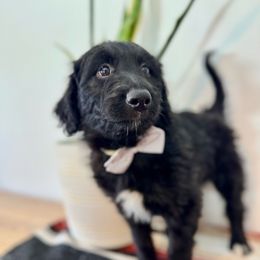 Hercules Beetle - Black and white male Aussiedoodle puppy in Taylors, South Carolina from Aspen Mountain Doodles LLC