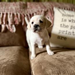 Labrador Retriever Puppies from Knotty Creek Labradors