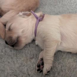 Golden Retriever Puppies from Goldens of Heritage Oaks