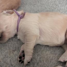 Golden Retriever Puppies from Goldens of Heritage Oaks