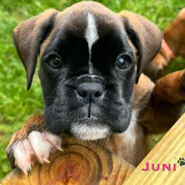 Juni - Fawn female Boxer puppy in Cicero, New York from MK Boxer Haven of CNY