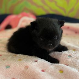 Squiggy - Black male Pomeranian puppy in Kosciusko, Mississippi from Prancing Poms