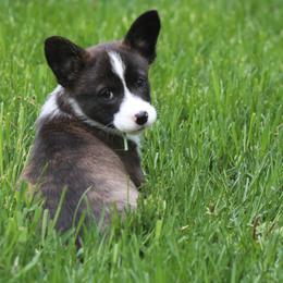 American Corgi, Cardigan Welsh Corgi, and Pembroke Welsh Corgi Puppies from Diamond Corgis
