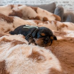 Sage - Black and tan female Cavalier King Charles Spaniel puppy in Mayo, Florida from Kingston’s Cavaliers