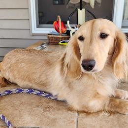 Brittany and Dachshund Puppies from Township Line Dachshunds & Brittanys