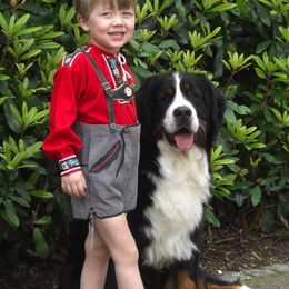 Bernese Mountain Dogs from Ebnet Bernese