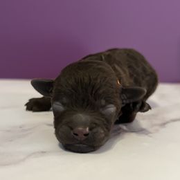 Mocha - Brown female Maltipoo puppy in Hephzibah ( Richmond County ), Georgia from Healing Pawz LLC