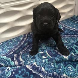 Blue Mini - Black male Goldendoodle puppy in Millville, New Jersey from Michelle's Doodles