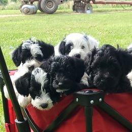 Miniature Schnauzers, Poodles, and Schnoodles from Cedar Glades Canines