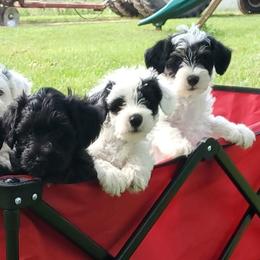 Miniature Schnauzers, Poodles, and Schnoodles from Cedar Glades Canines