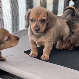 Milo - Chocolate and cream male Dachshund puppy in Paso Robles, California from Nicole's Dachshunds